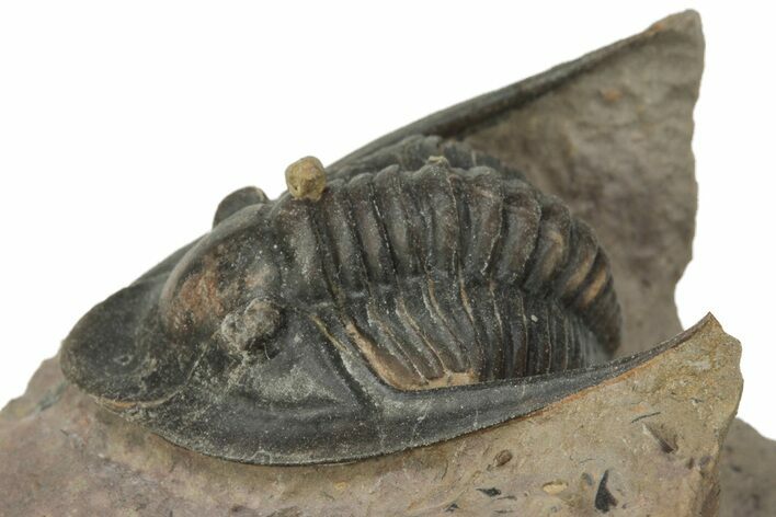 Dalejeproetus Trilobite - Lghaft, Morocco #210248